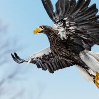 Орлан :: SanSan 