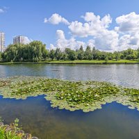 На городском пруду :: Валерий Иванович