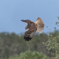 болотный лунь самка. :: юрий макаров