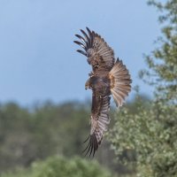 болотный лунь самка. :: юрий макаров