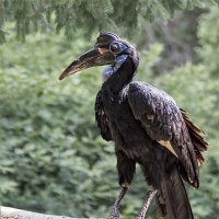 Рогатый ворон :: SanSan 