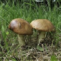 Парочка маслят :: Татьяна Тюменка Парочка маслят :: Татьяна Тюменка