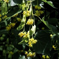 Цветёт липа :: Валентина *