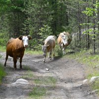 Случайная встреча :: Ольга Случайная встреча :: Ольга