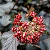 Пузыреплодник калинолистный :: Veera V Пузыреплодник калинолистный :: Veera V