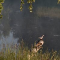 Утром на озере :: Владимир Безбородов Утром на озере :: Владимир Безбородов