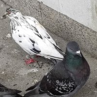 Двое :: Митя Дмитрий Митя