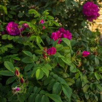Ещё не отошла цветения пора :: Дмитрий Костоусов