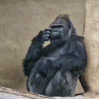 Горилла :: <<< Наташа >>> Горилла :: <<< Наташа >>>