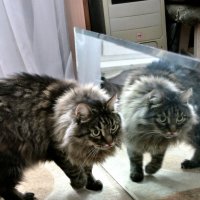 Кот Коко :: Анатолий ... Кот Коко :: Анатолий ...