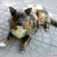 Жарковато в такой шубейке в июле! :: Андрей Заломленков Жарковато в такой шубейке в июле! :: Андрей Заломленков