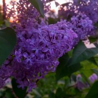 Сирень :: Сапсан Сирень :: Сапсан