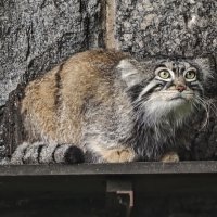 Тимоха :: <<< Наташа >>> Тимоха :: <<< Наташа >>>