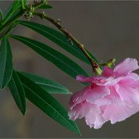 Прекрасный и опасный :: aWa 