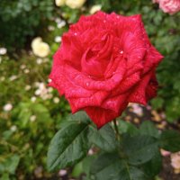 Им время цвесть, а мне ... :: Андрей Лукьянов