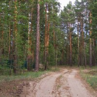 ..дорога в ленточном бору в Алтайском крае :: galalog galalog ..дорога в ленточном бору в Алтайском крае :: galalog galalog