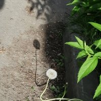 Отцвёл одуванчик... :: Надежда 