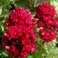 ГВОЗДИКИ :: Елена Семигина