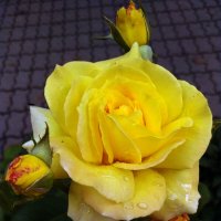 Слезы грусти :: Игорь Шевердин
