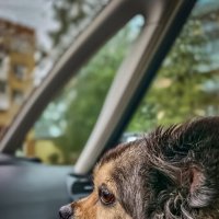 А за окном то дождь, то снег... :: Sergey 
