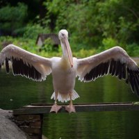 Калининградский зоопарк. :: Константин Белоногов