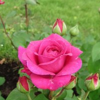 Роза с бутонами :: Лидия Бусурина Роза с бутонами :: Лидия Бусурина