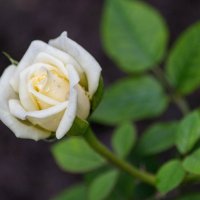 Розы,ах розы :: Любовь Сахарова