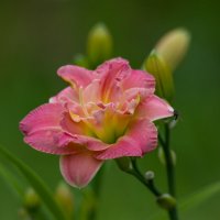 Дачная красавица. :: Sergey (Apg)