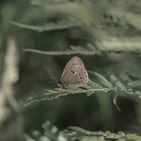 Бабочка :: Natali Бабочка :: Natali