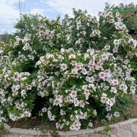Цветущий кустарник :: Татьяна Пальчикова