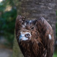 Абхазия.Вечерняя Гагра. :: Виктор Евстратов Абхазия.Вечерняя Гагра. :: Виктор Евстратов