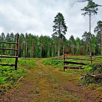 Лесные загородки. :: Vladimir Semenchukov Лесные загородки. :: Vladimir Semenchukov