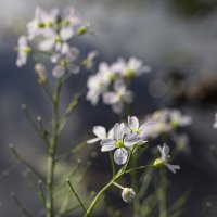 Цветочки :: Natali Цветочки :: Natali