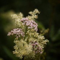 Нежность летнего луга :: Daniela Dluhošová