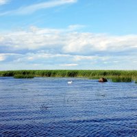 Лето в Ленинградской области :: Елена Лето в Ленинградской области :: Елена