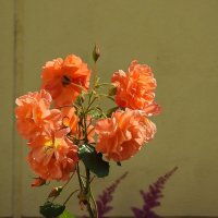 мой сад :: ИННА ПОРОХОВА