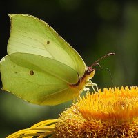 мой сад :: ИННА ПОРОХОВА мой сад :: ИННА ПОРОХОВА