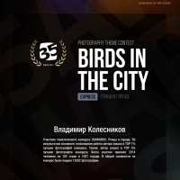 Про популярность... :: Владимир Колесников