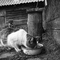 Не забывайте о братьях наших меньших! :: Глeб ПЛATOB
