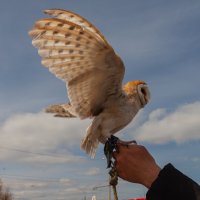 расправляю крылья :: Denis Doroshenko