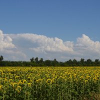 Вторая половина дня...повернулись солнышки к восходу солнца... :: Надежда Куркина Вторая половина дня...повернулись солнышки к восходу солнца... :: Надежда Куркина