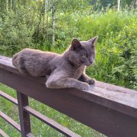 Мастер камуфляжа :: Дмитрий Костоусов