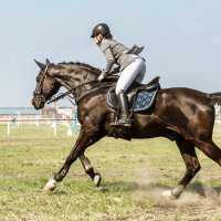 Конкур :: SanSan