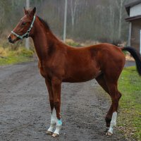 Конемодель :: Сергей Сомихин Конемодель :: Сергей Сомихин