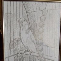 Графическая работа :"Попугай" :: Светлана Калмыкова Графическая работа :"Попугай" :: Светлана Калмыкова
