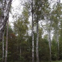 В лесу :: Freddy 97 В лесу :: Freddy 97