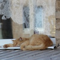 Мой двор :: Венера Чуйкова Мой двор :: Венера Чуйкова