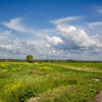 Поля Зауралья :: Barguzin_45 Иваныч Поля Зауралья :: Barguzin_45 Иваныч