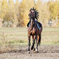 Конь :: SanSan 