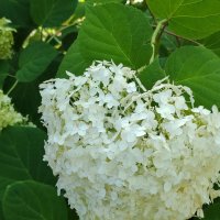 Гортензии цветут :: Елена Семигина Гортензии цветут :: Елена Семигина